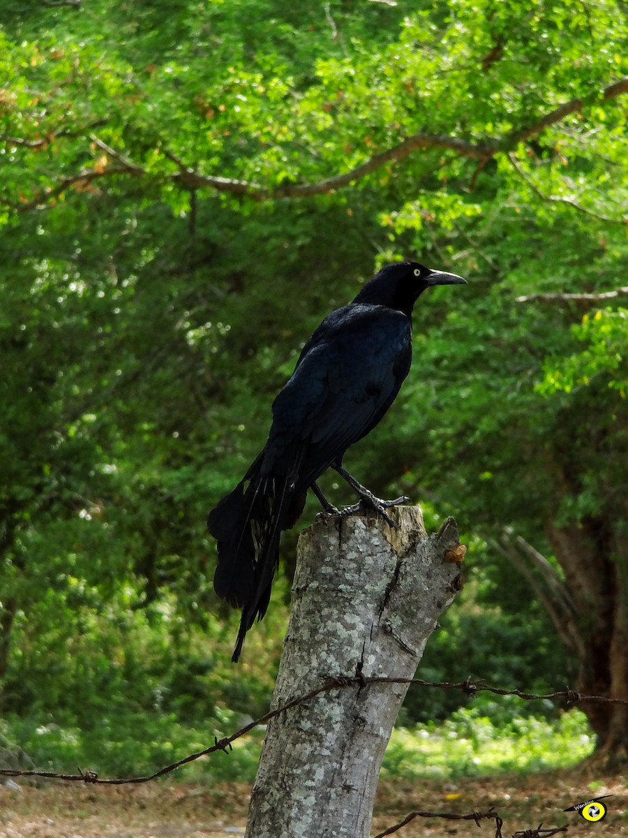 Great-tailed Grackle - Christophe Lecocq