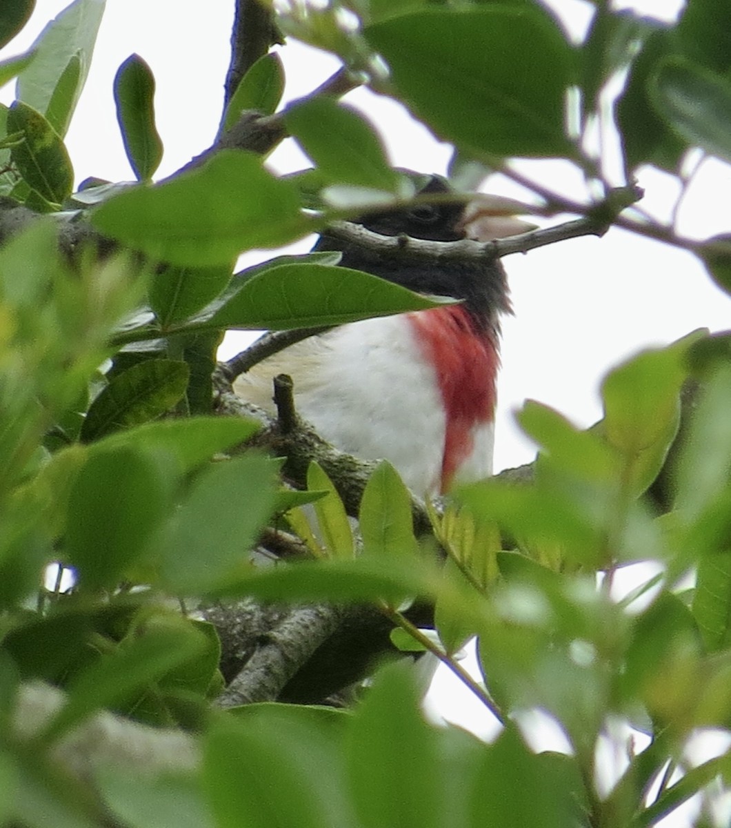 Rose-breasted Grosbeak - Thomas Wurster