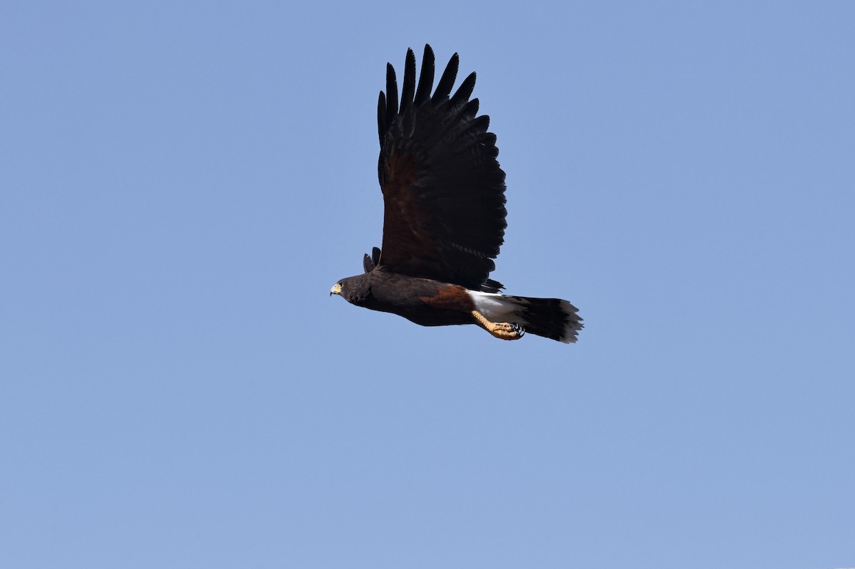 Harris's Hawk - ML618990528