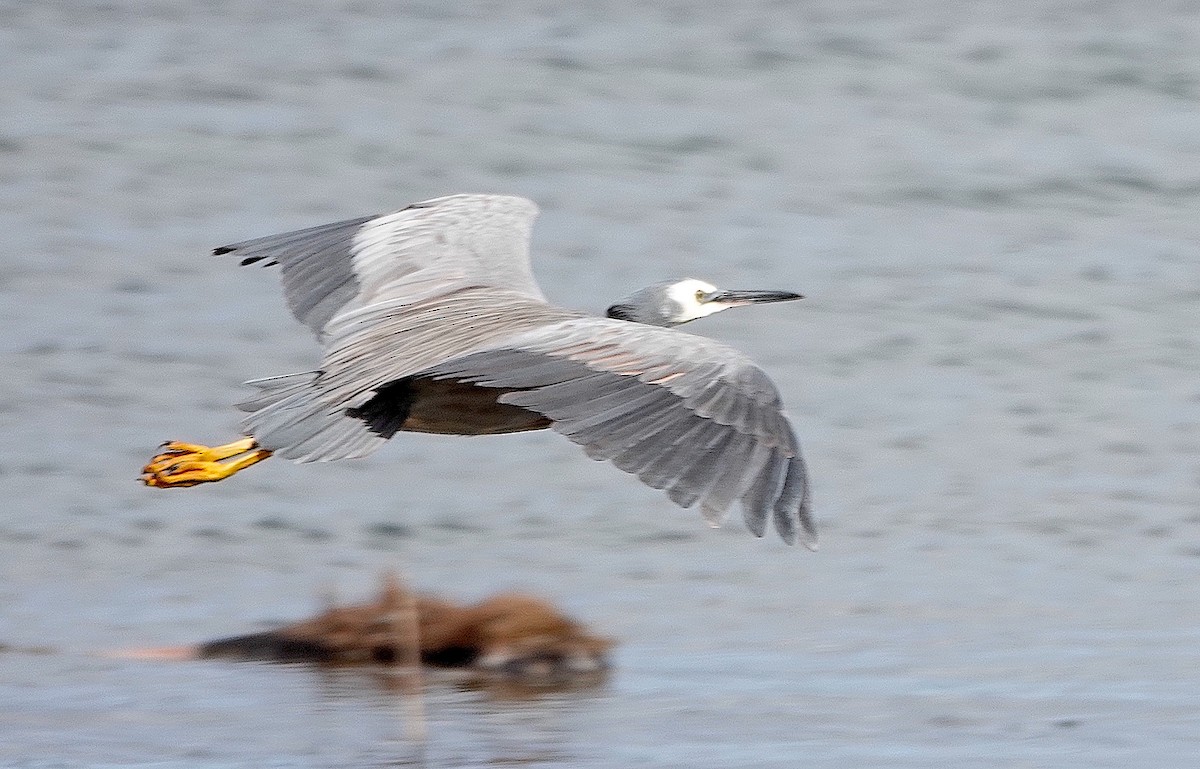 White-faced Heron - Norm Clayton