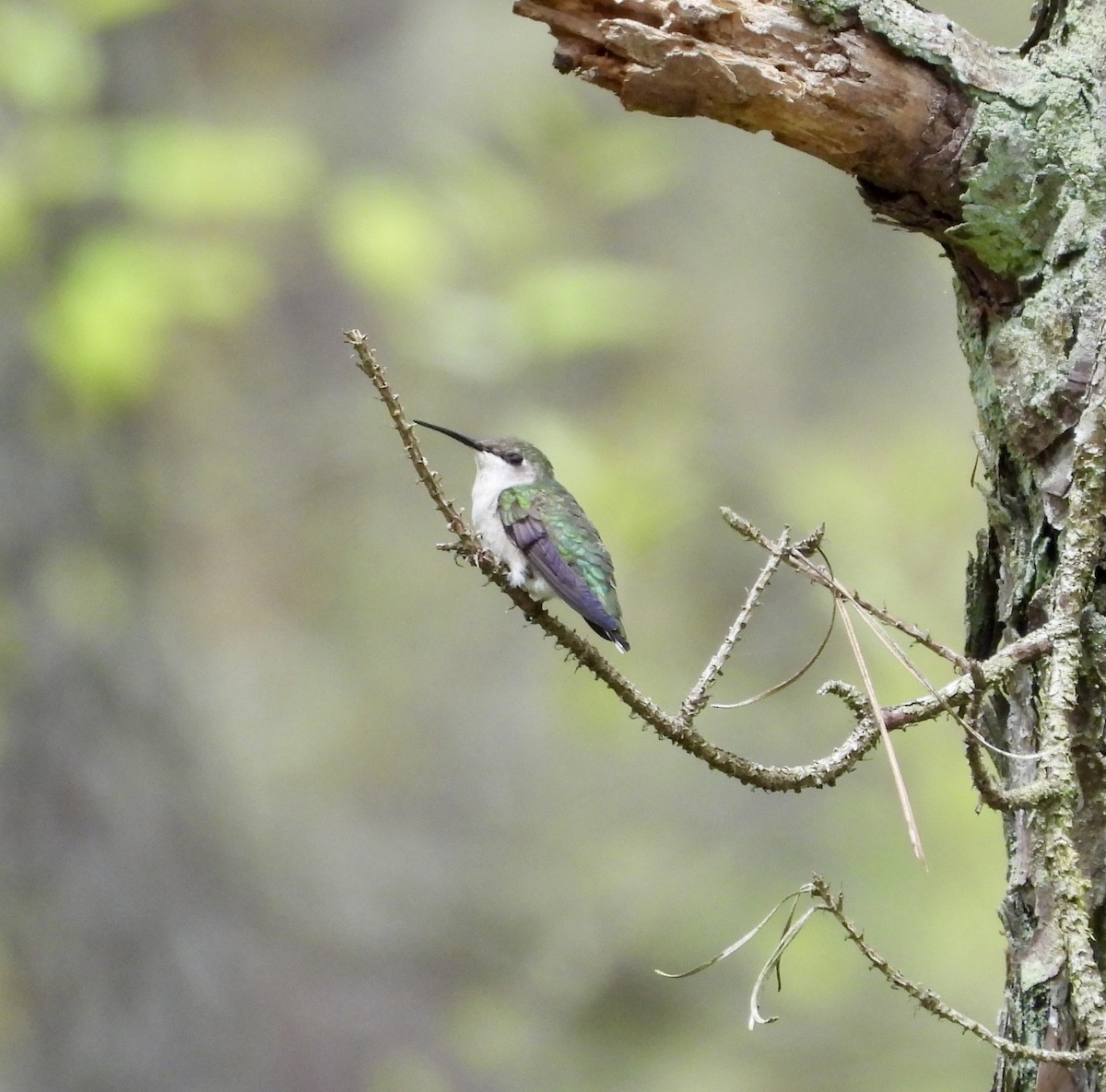 Ruby-throated Hummingbird - Gene Muller