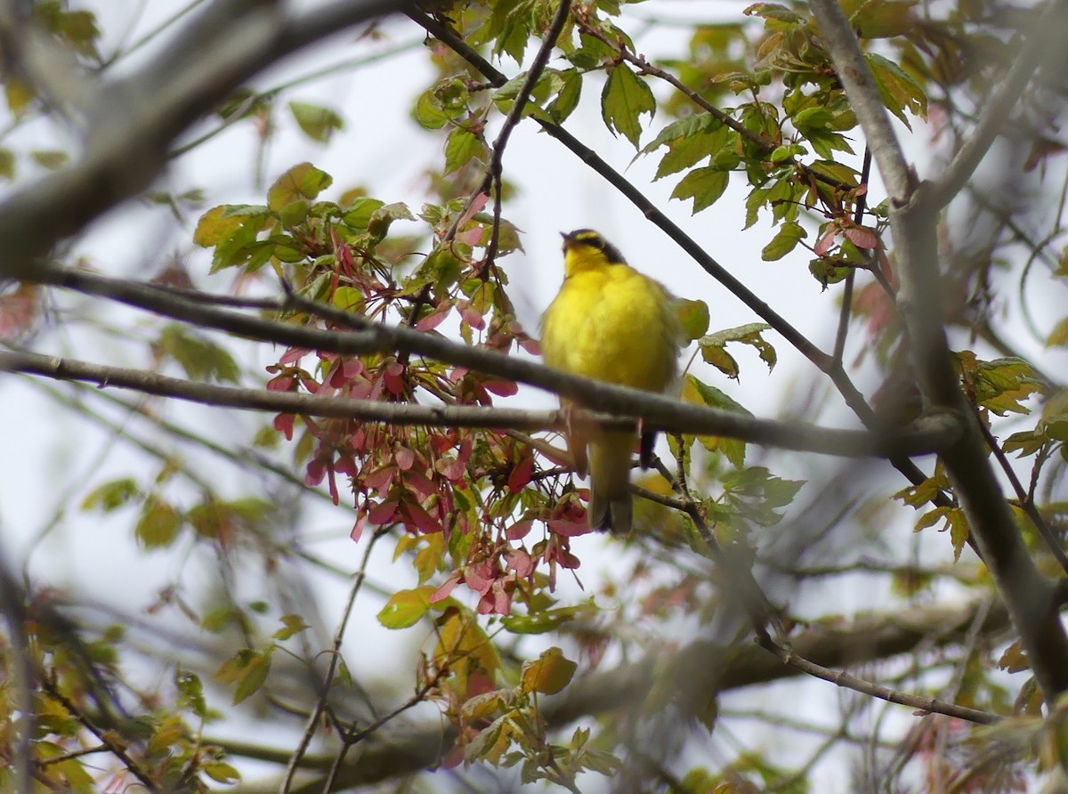 Kentucky Warbler - ML618990559