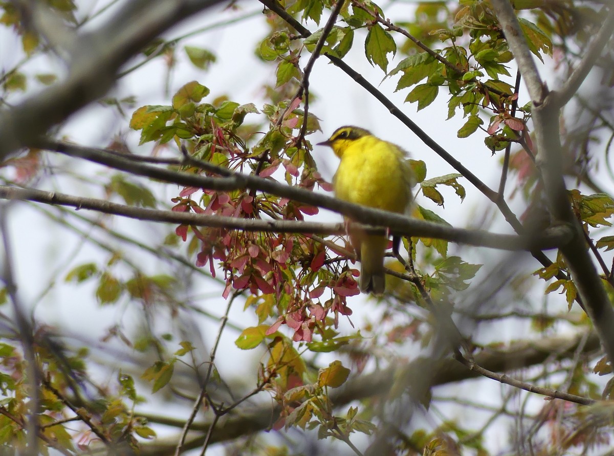 Kentucky Warbler - ML618990563