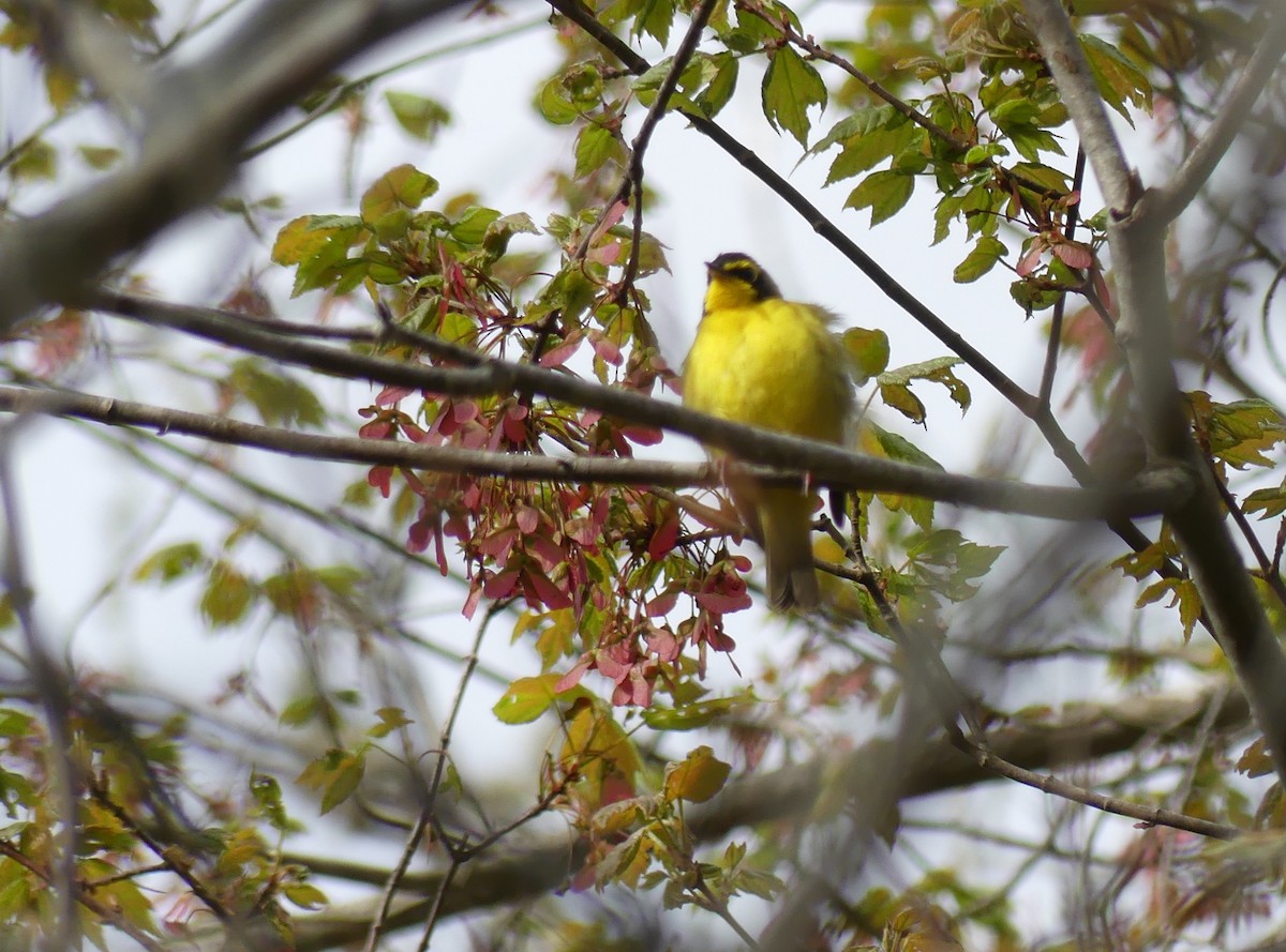 Kentucky Warbler - ML618990566