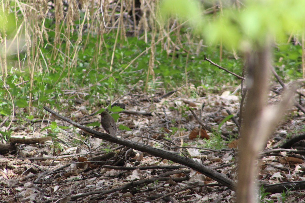 Swainson's Thrush (Olive-backed) - Archer Silverman