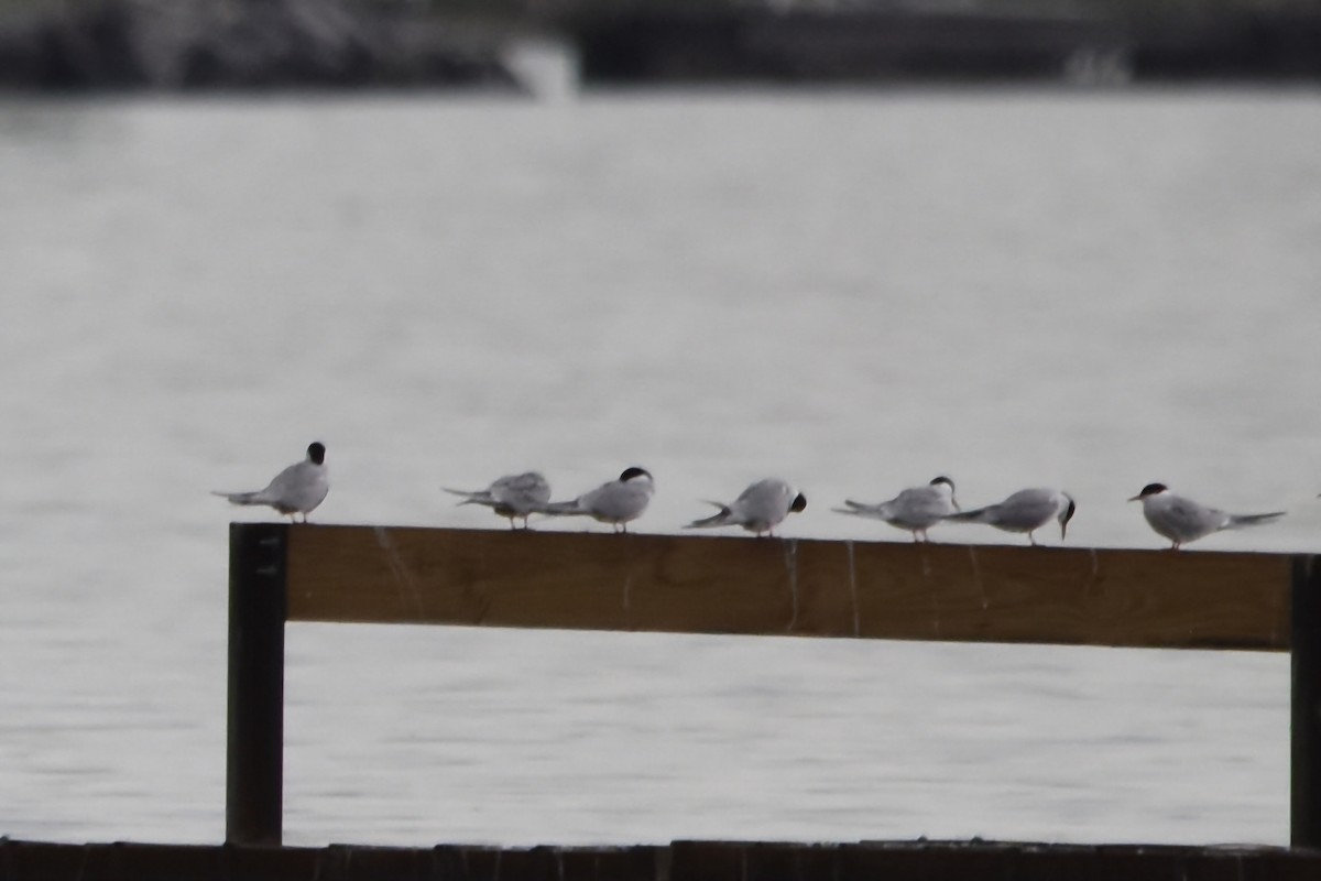 Common Tern - ML618990580