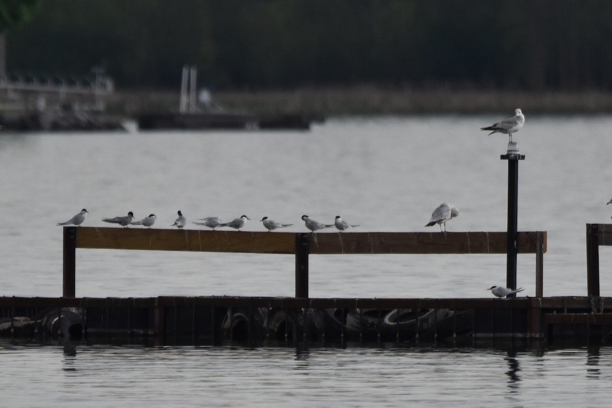 Common Tern - ML618990581