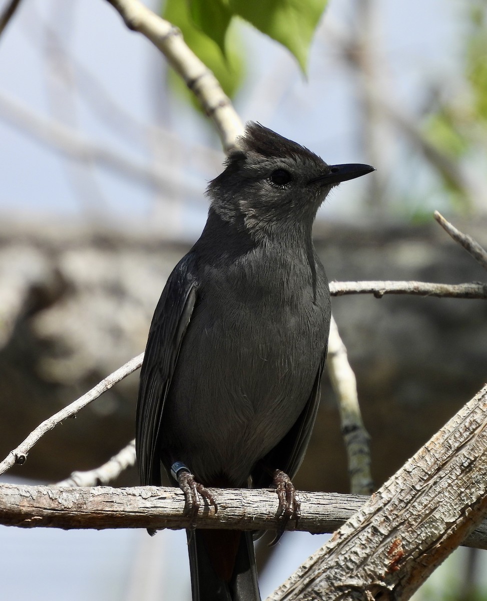 Gray Catbird - Kyle Strode