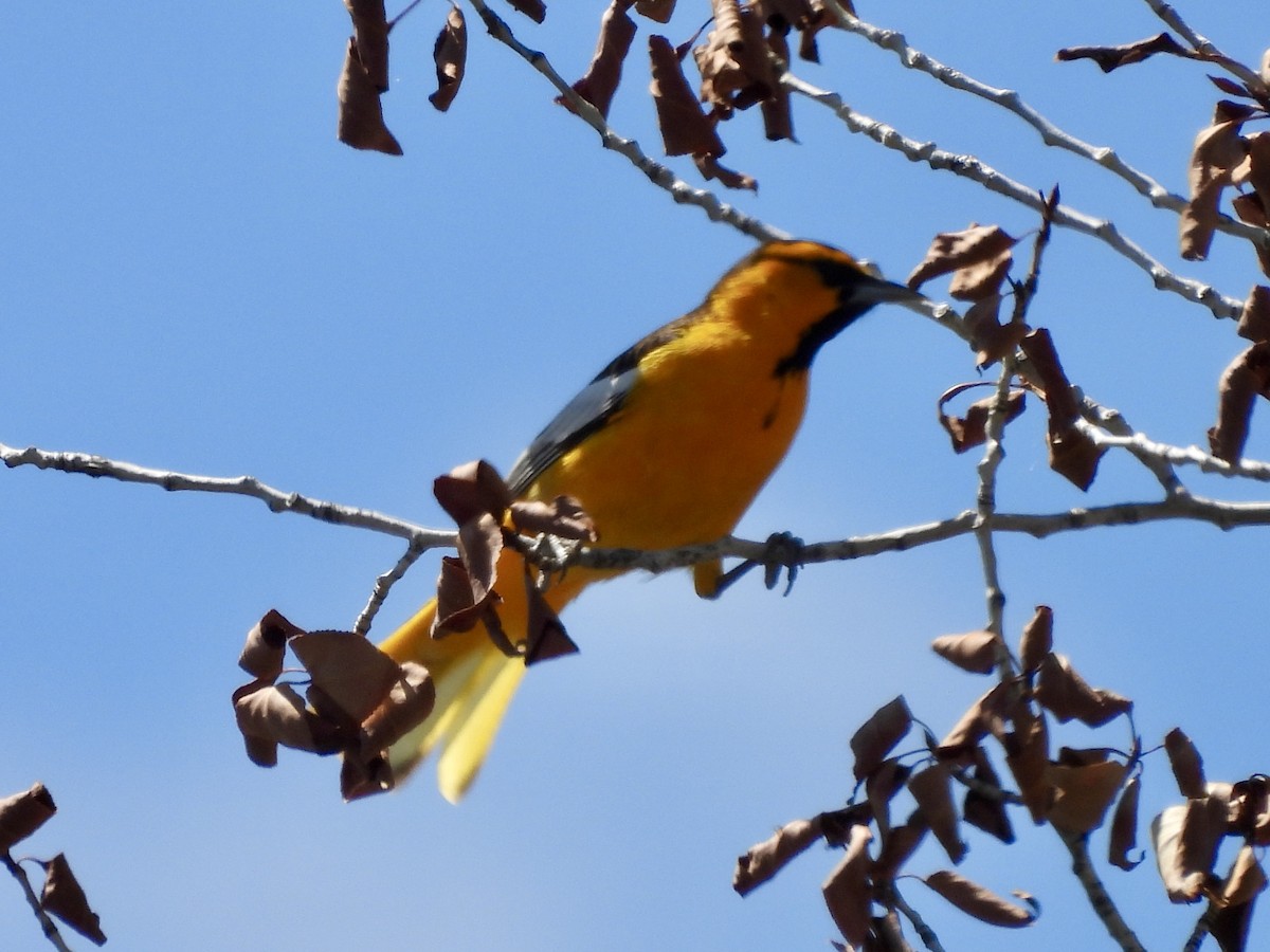 Bullock's Oriole - Kyle Strode