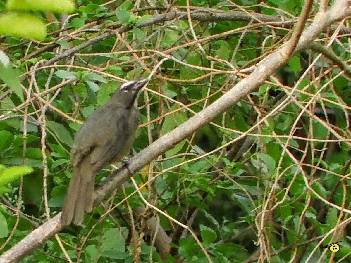 Cinnamon-bellied Saltator - Christophe Lecocq