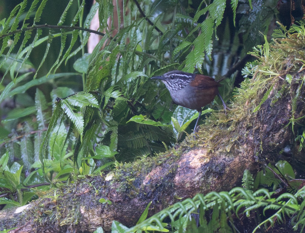 Gray-breasted Wood-Wren - Forest Botial-Jarvis