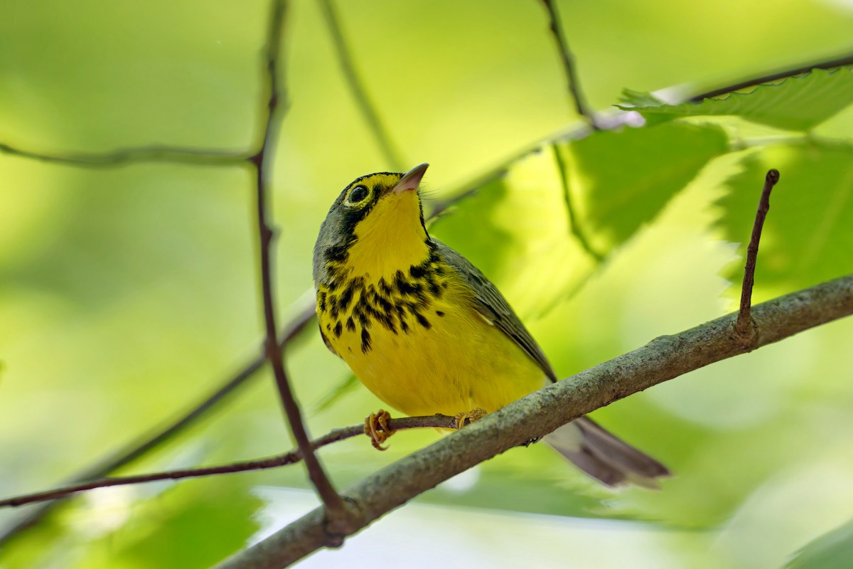 Canada Warbler - Thomas Burns