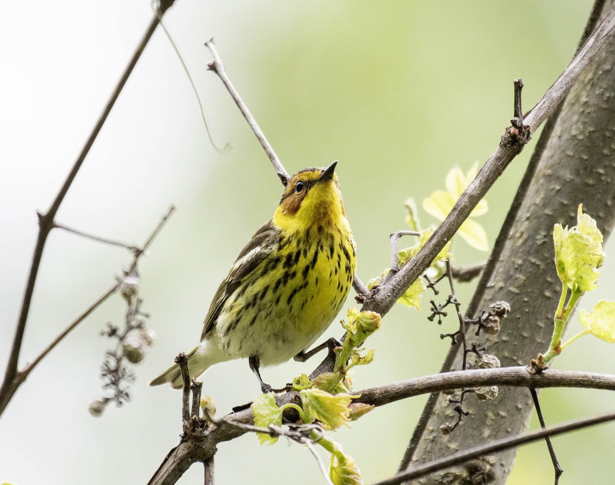 Cape May Warbler - Estela Quintero-Weldon