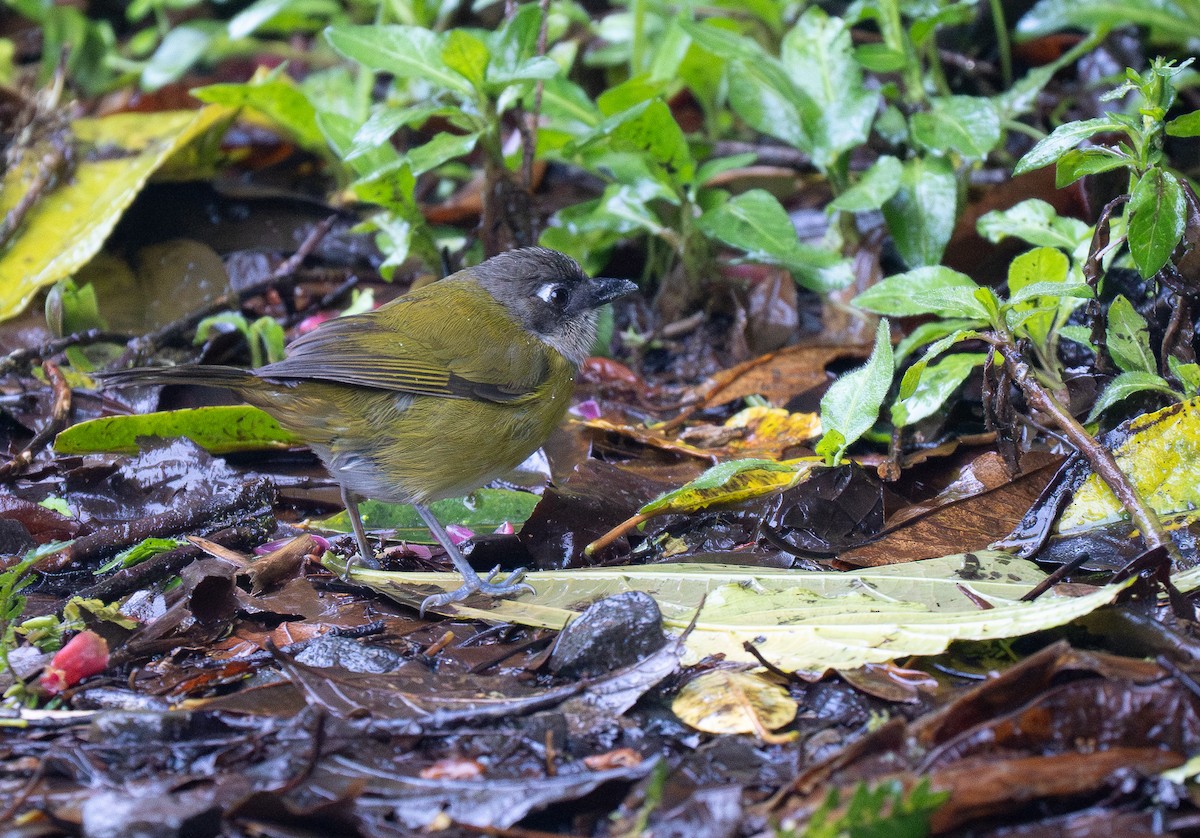 Common Chlorospingus - Forest Botial-Jarvis