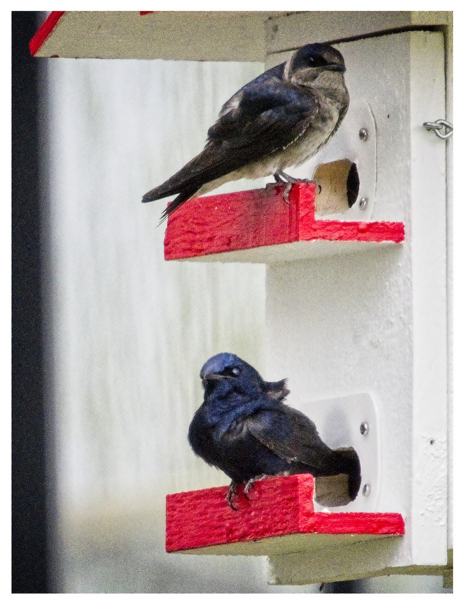 Purple Martin - ML618990655