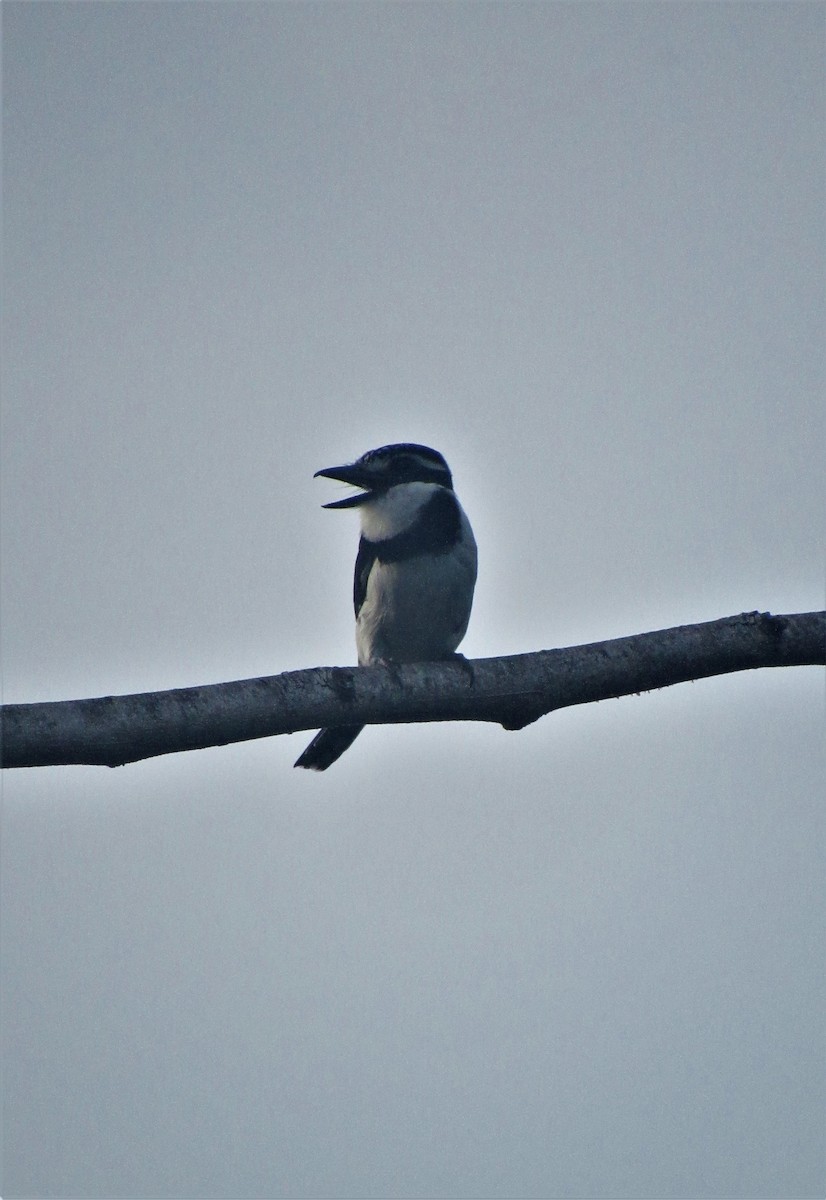 Pied Puffbird - Luis Moreno