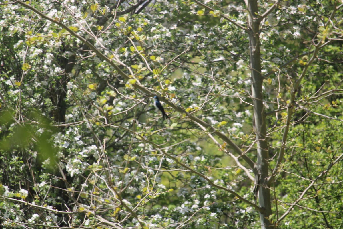 Tree Swallow - ML618990700