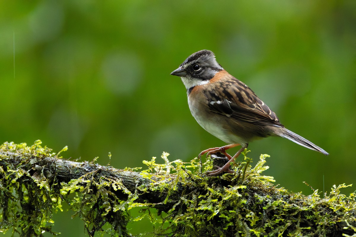 Rufous-collared Sparrow - Joe Aliperti