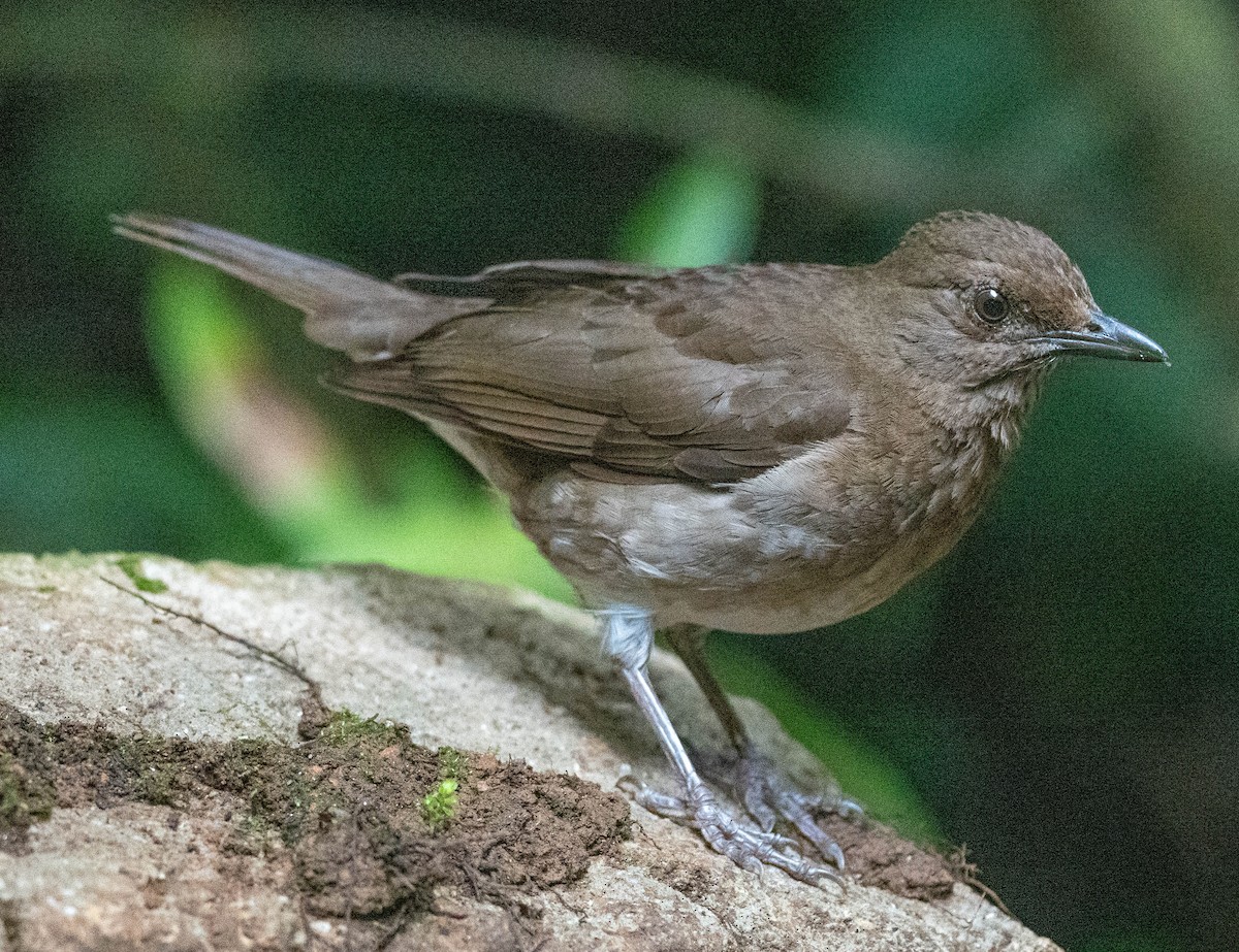 Black-billed Thrush - ML618990766