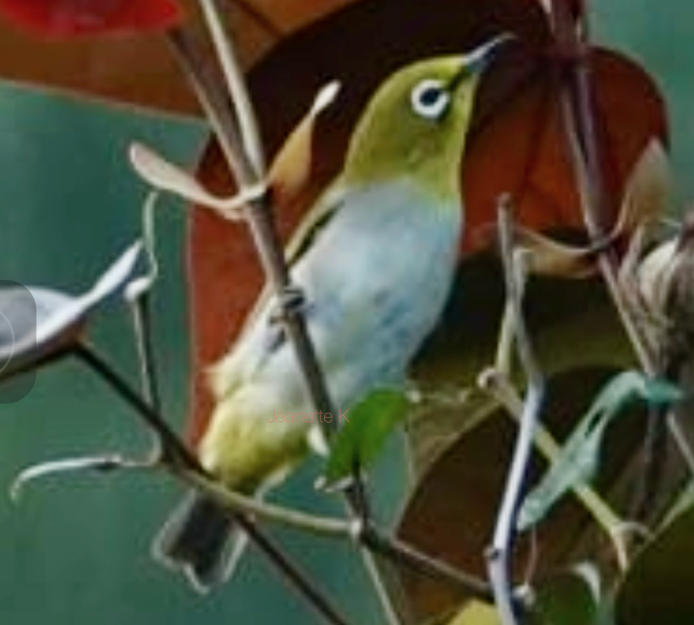 Swinhoe's White-eye - ML618990772