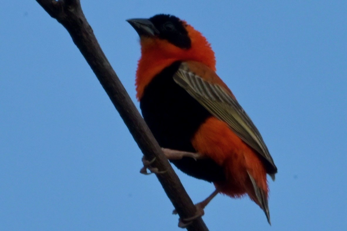 Northern Red Bishop - ML618990777