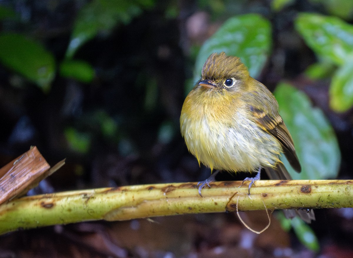 Yellowish Flycatcher - Forest Botial-Jarvis