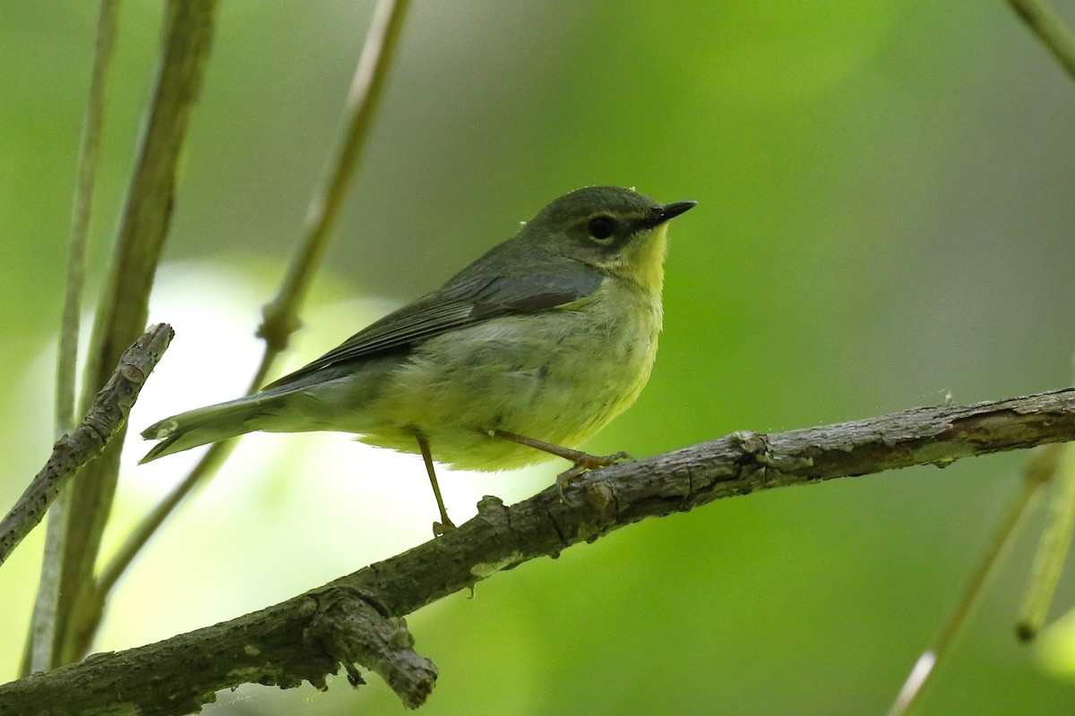 Black-throated Blue Warbler - ML618990791