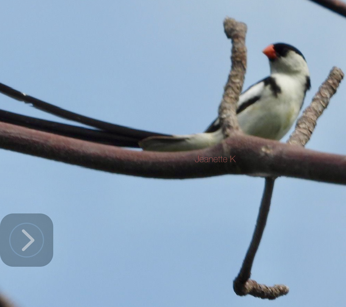 Pin-tailed Whydah - JEK YAP