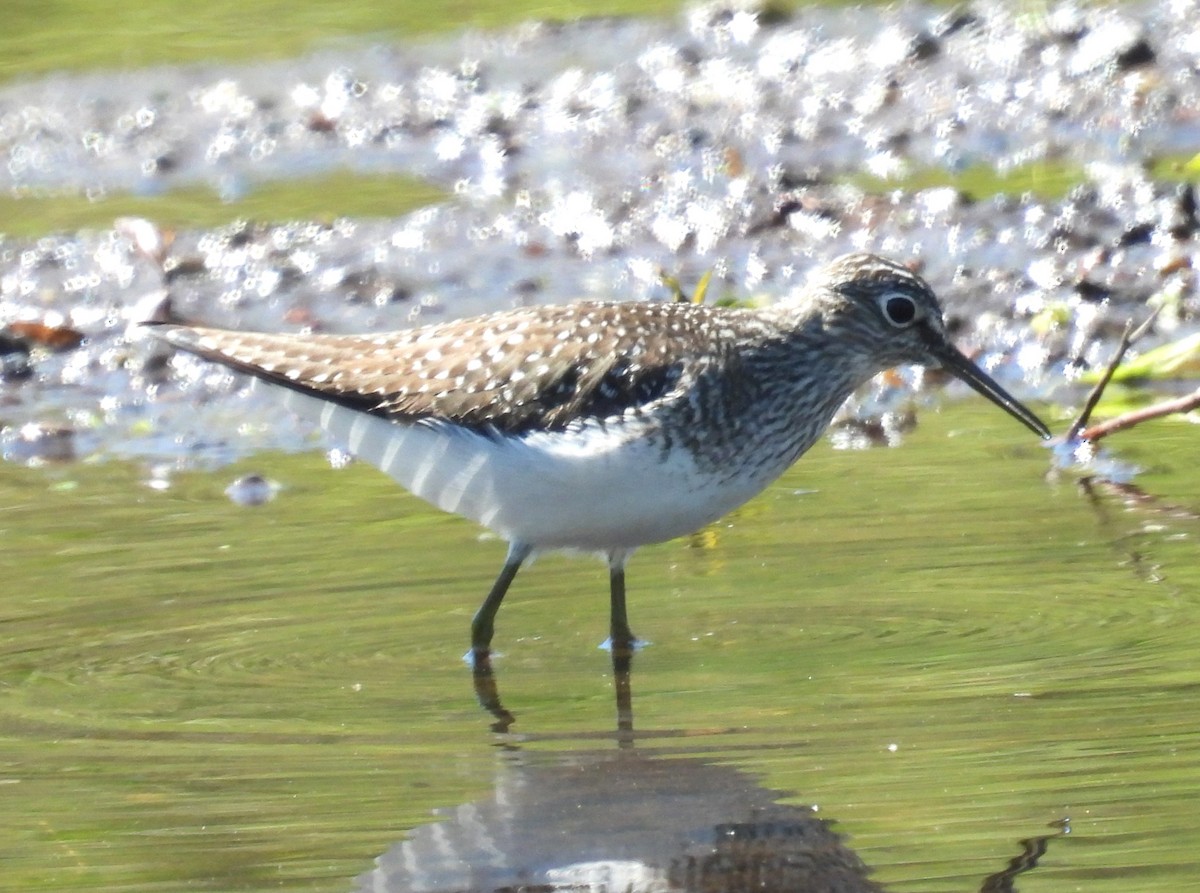 Solitary Sandpiper - Susan Gowen