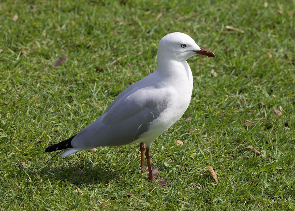 Silver Gull - Rachel Lawrence