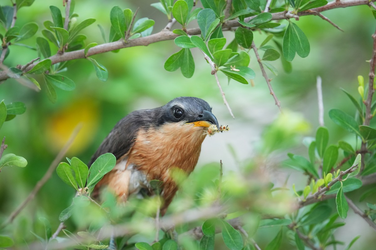 Mangrove Cuckoo - ML618990835