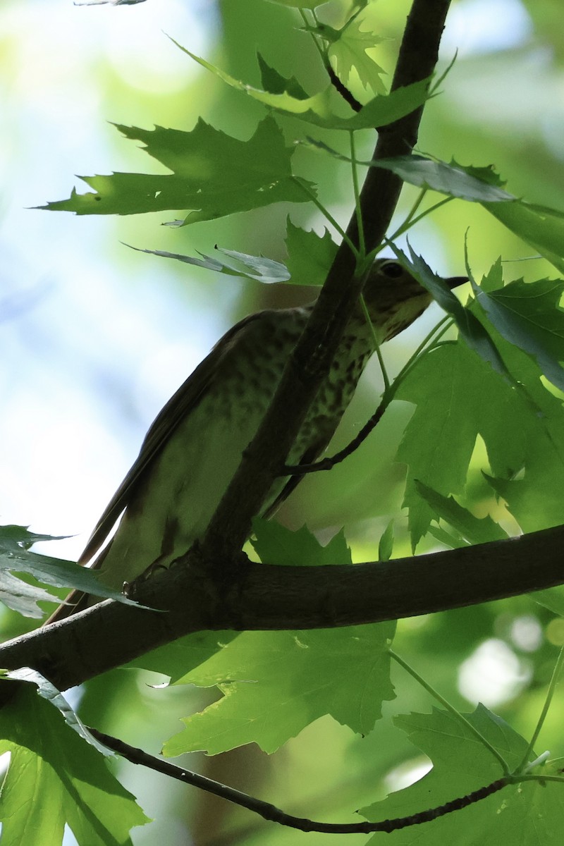 Swainson's Thrush - Patty Berry