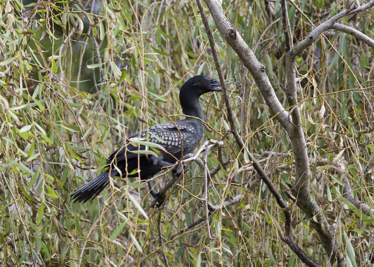 Little Black Cormorant - Rachel Lawrence