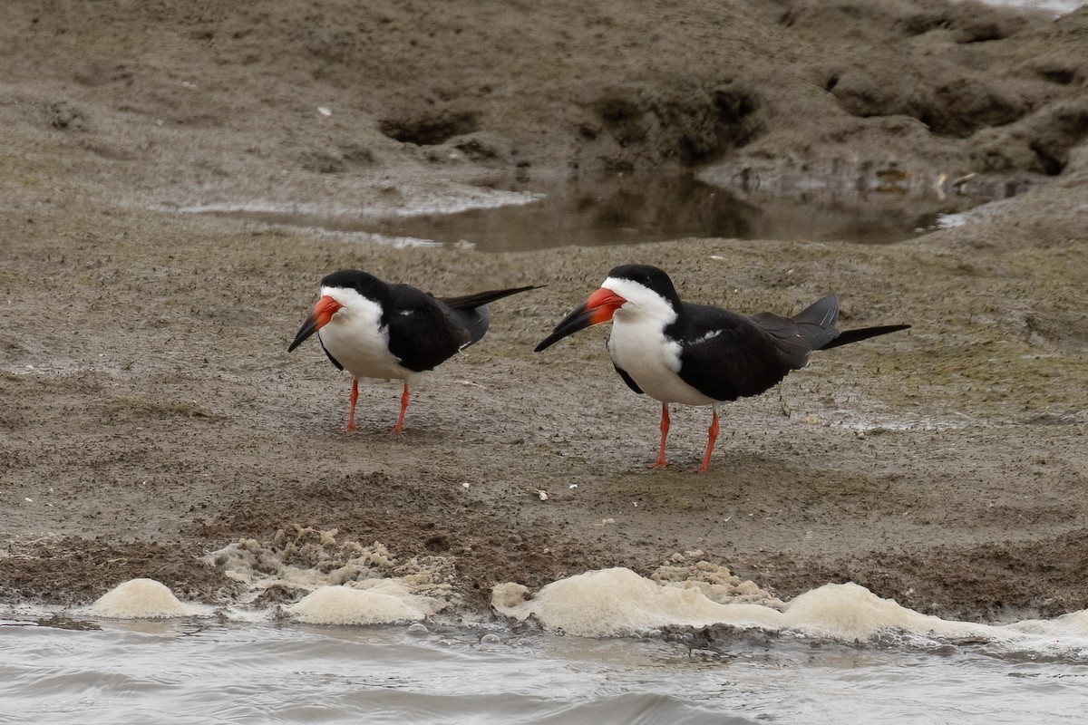 Black Skimmer - Kyle Landstra