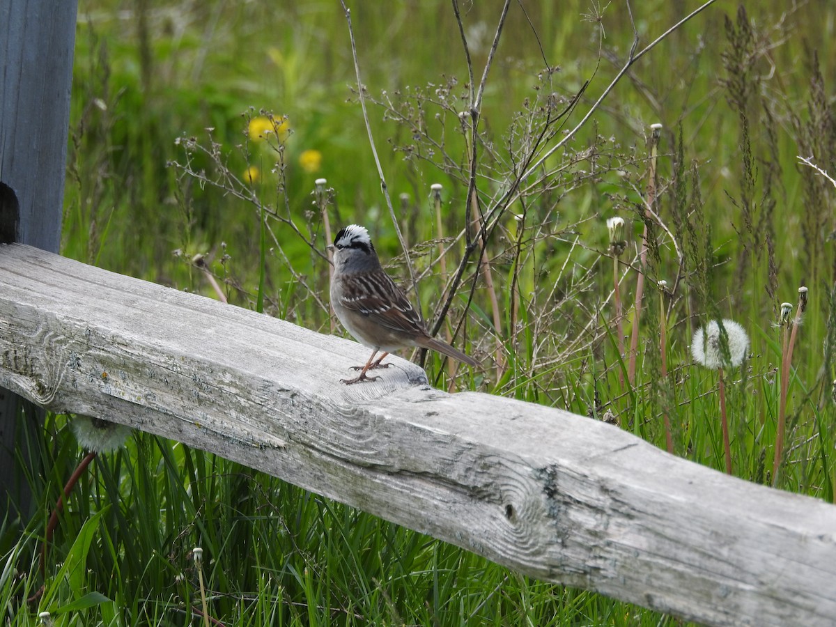 White-crowned Sparrow - Kevin Slattery