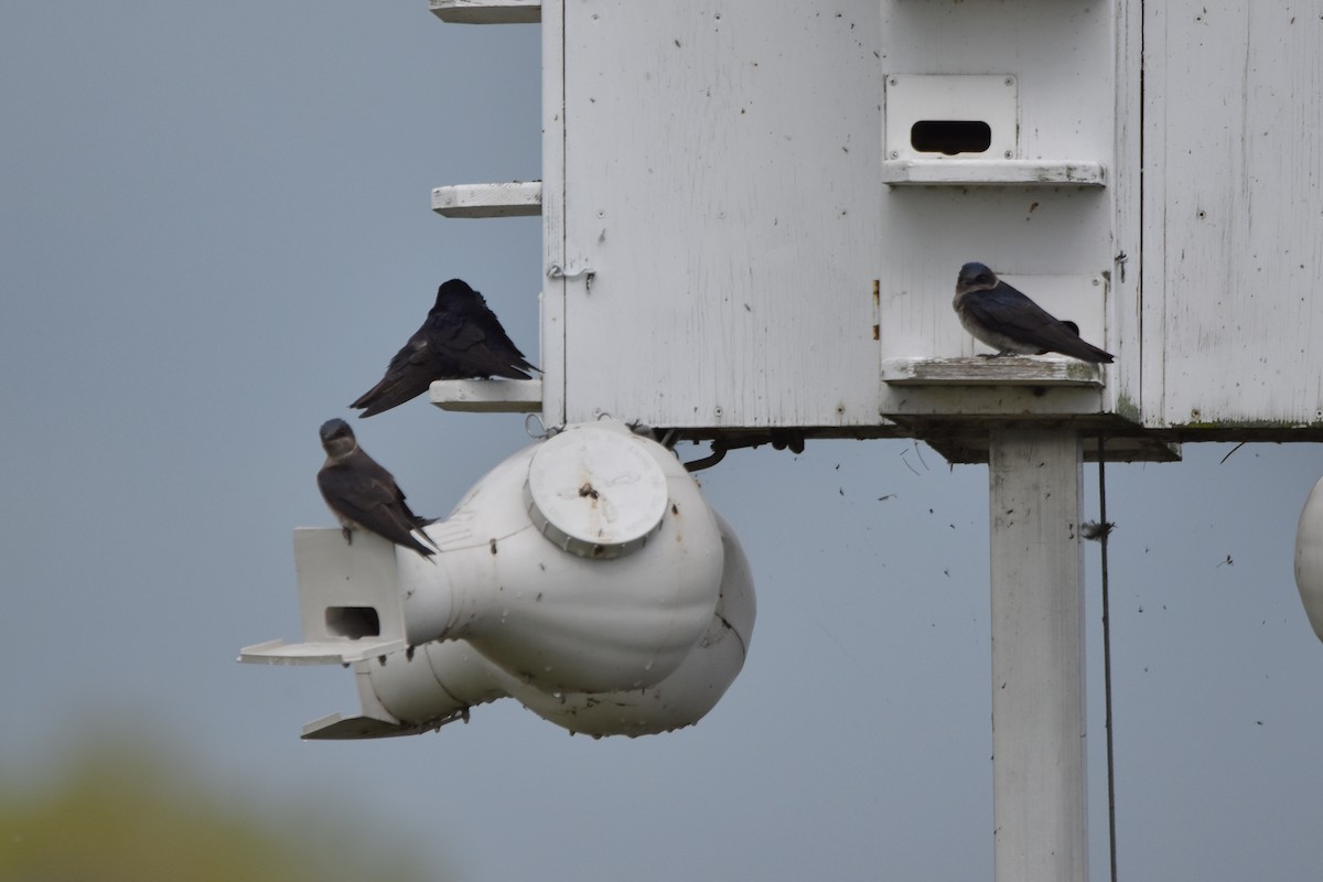 Purple Martin - ML618990944