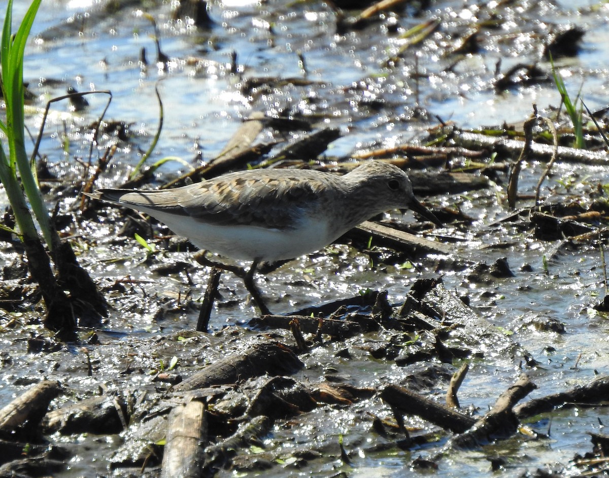 Temminck's Stint - ML618990951