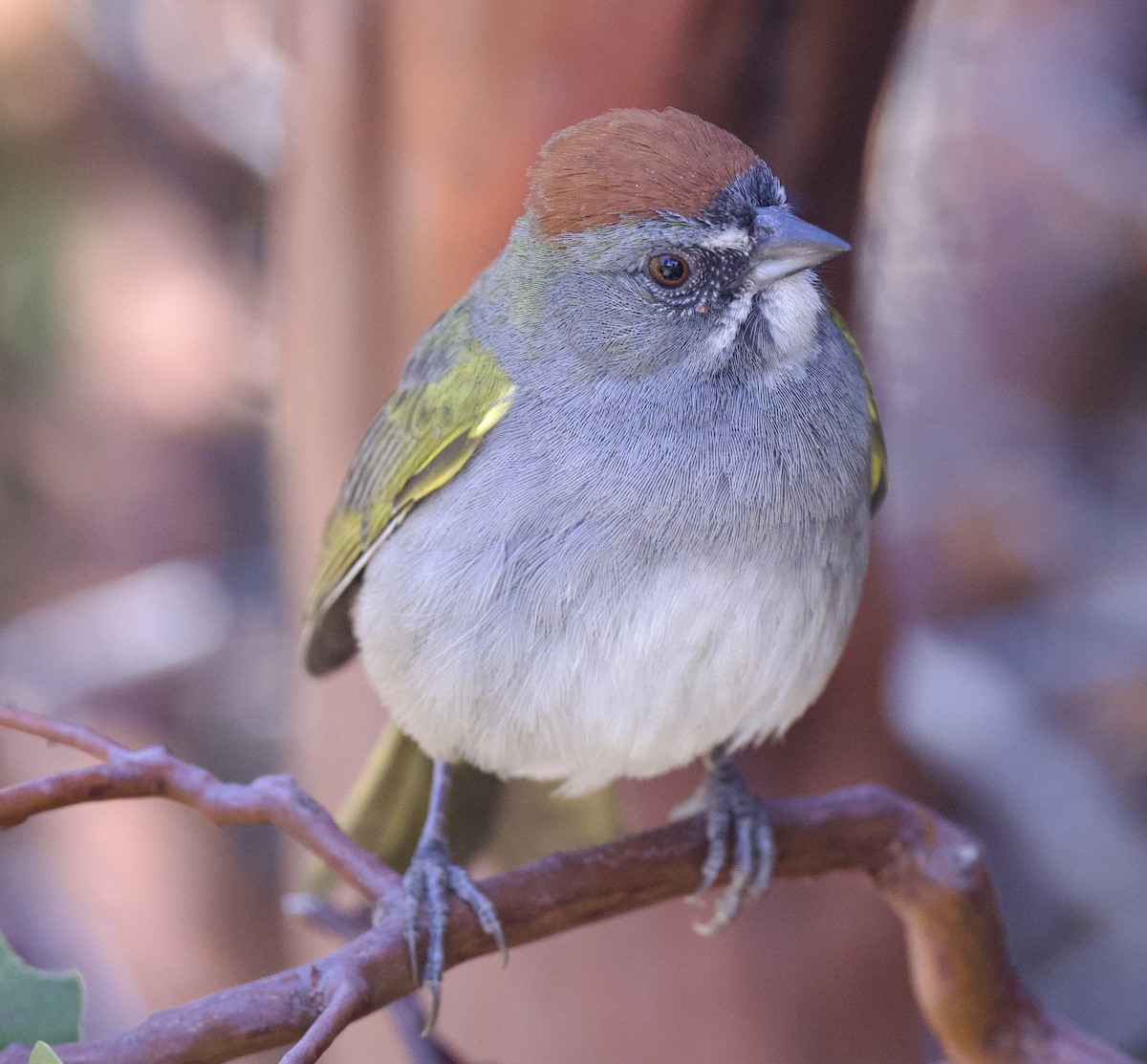 Green-tailed Towhee - william tyrer