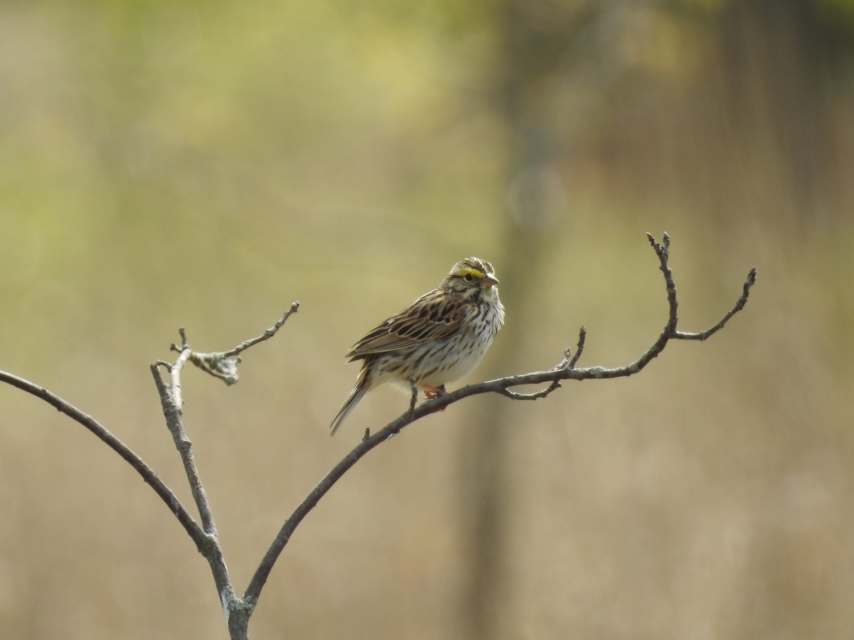 Savannah Sparrow - Kevin Slattery