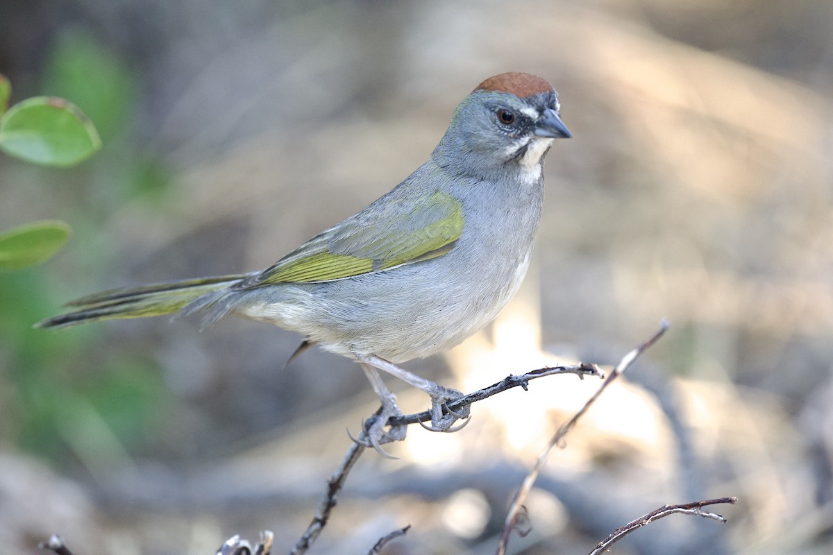 Green-tailed Towhee - william tyrer