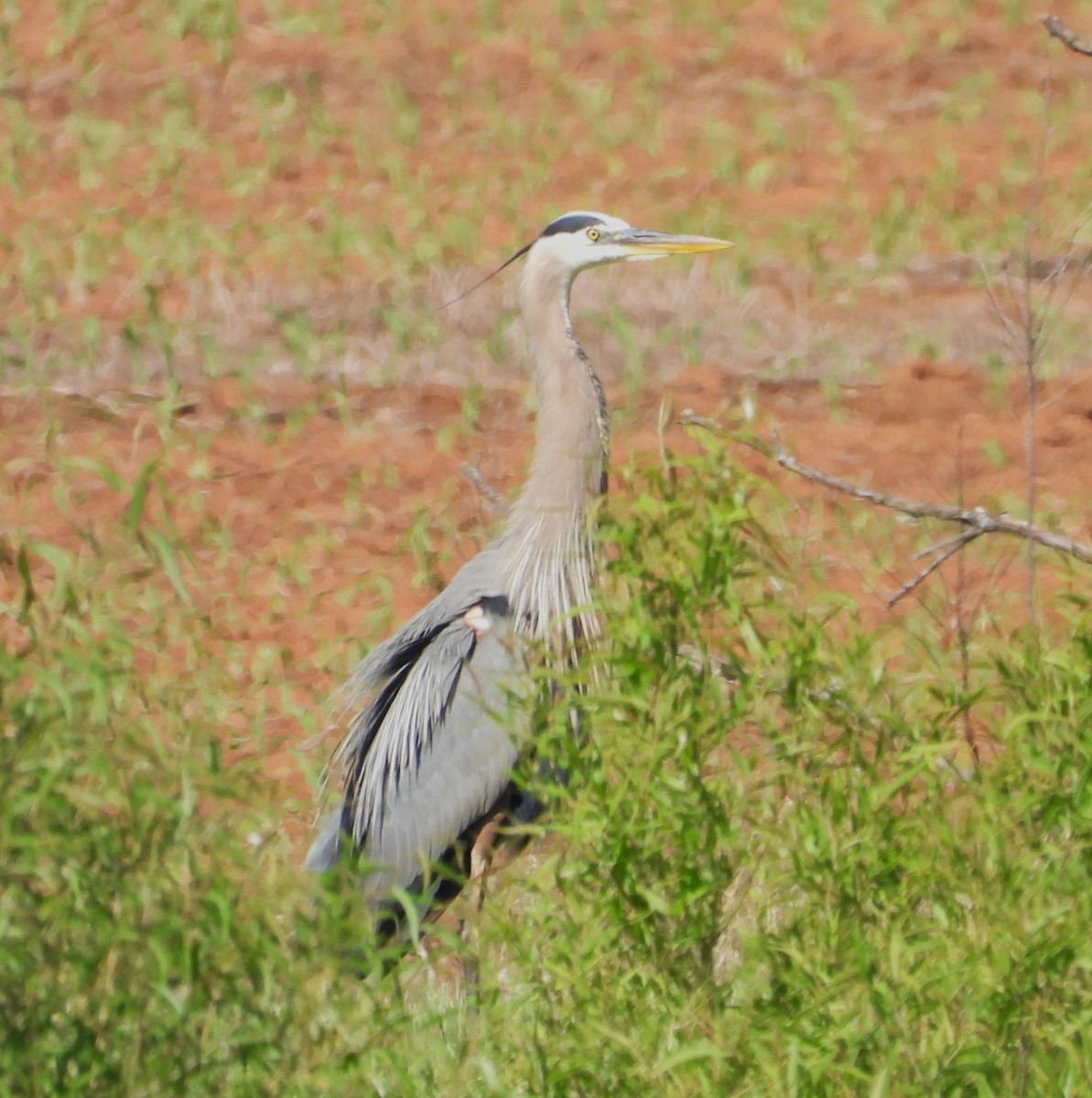 Great Blue Heron - William Galloway