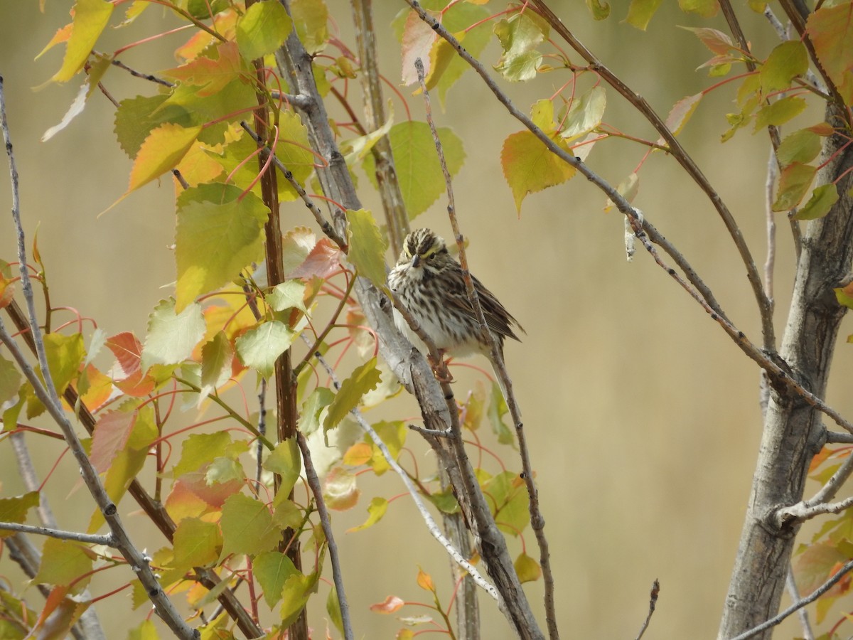 Savannah Sparrow - Kevin Slattery