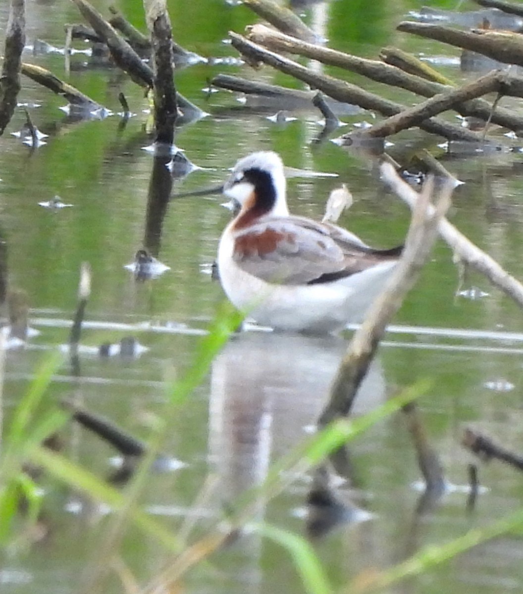 Wilson's Phalarope - ML618991030