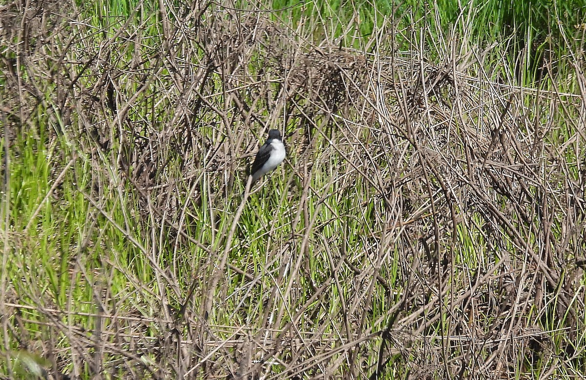 Eastern Kingbird - ML618991035