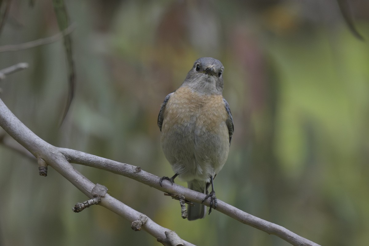 Western Bluebird - Randy Harwood