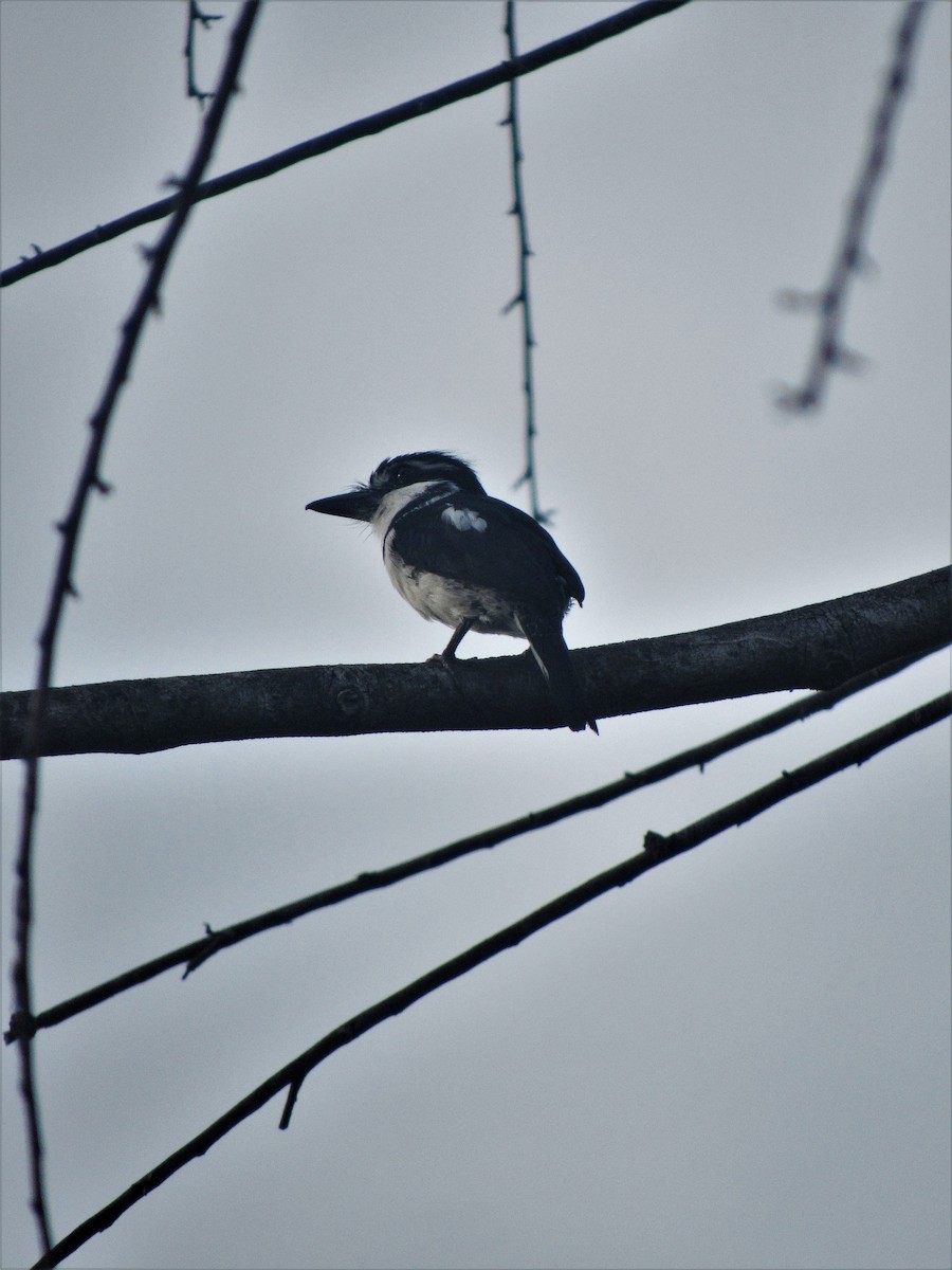 Pied Puffbird - Luis Moreno