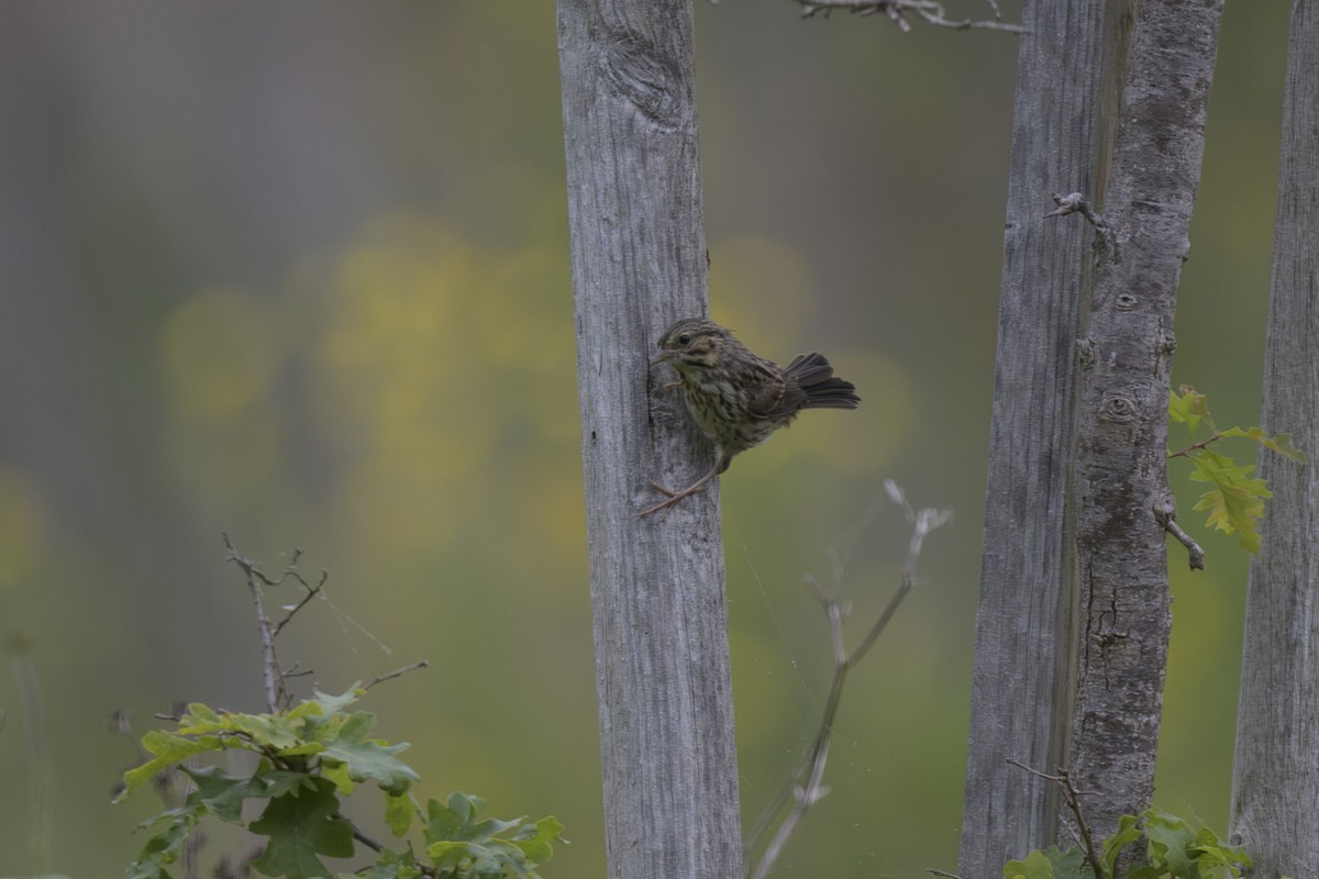 Song Sparrow - Randy Harwood