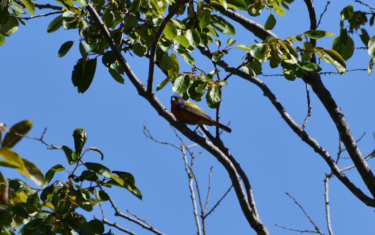 Painted Bunting - ML618991055