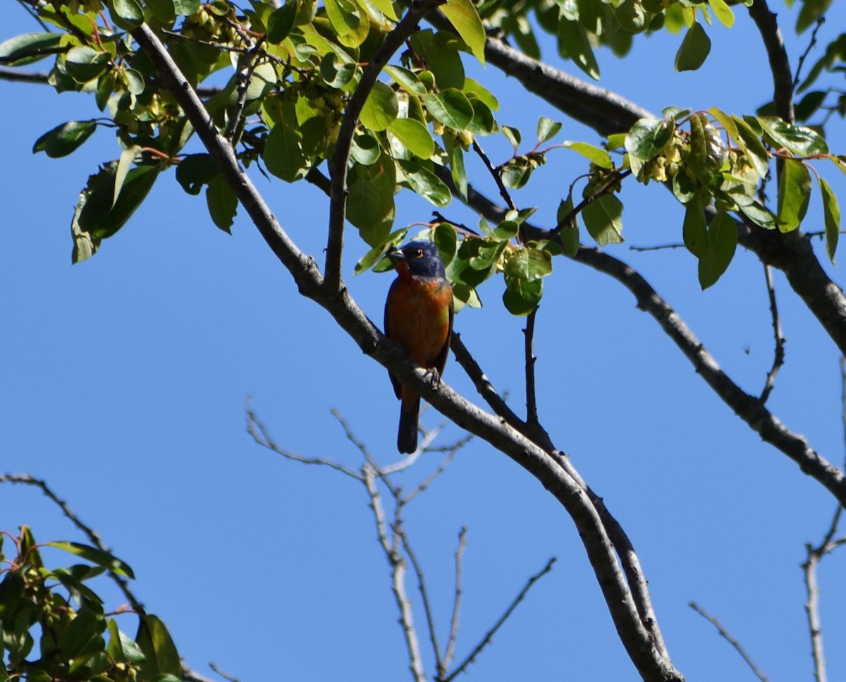 Painted Bunting - ML618991056