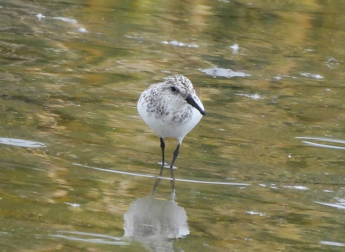 Bécasseau sanderling - ML618991074